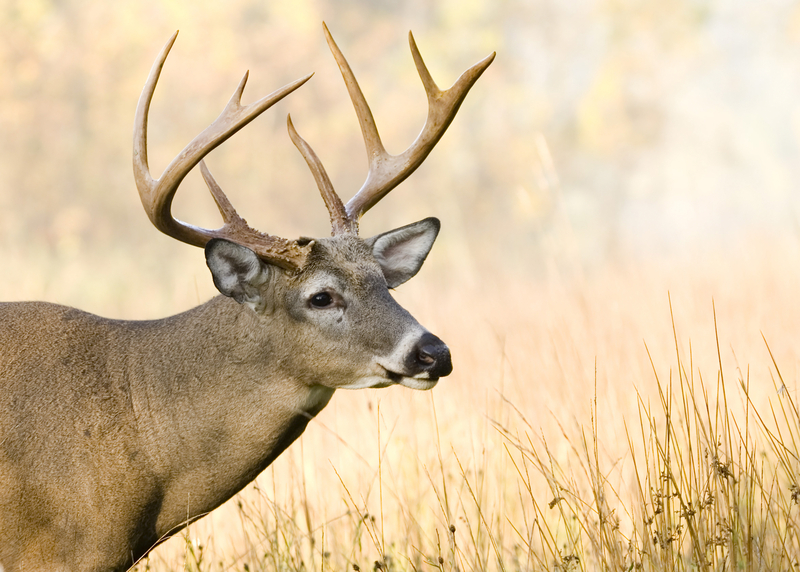 A buck in the field ready to be hunted