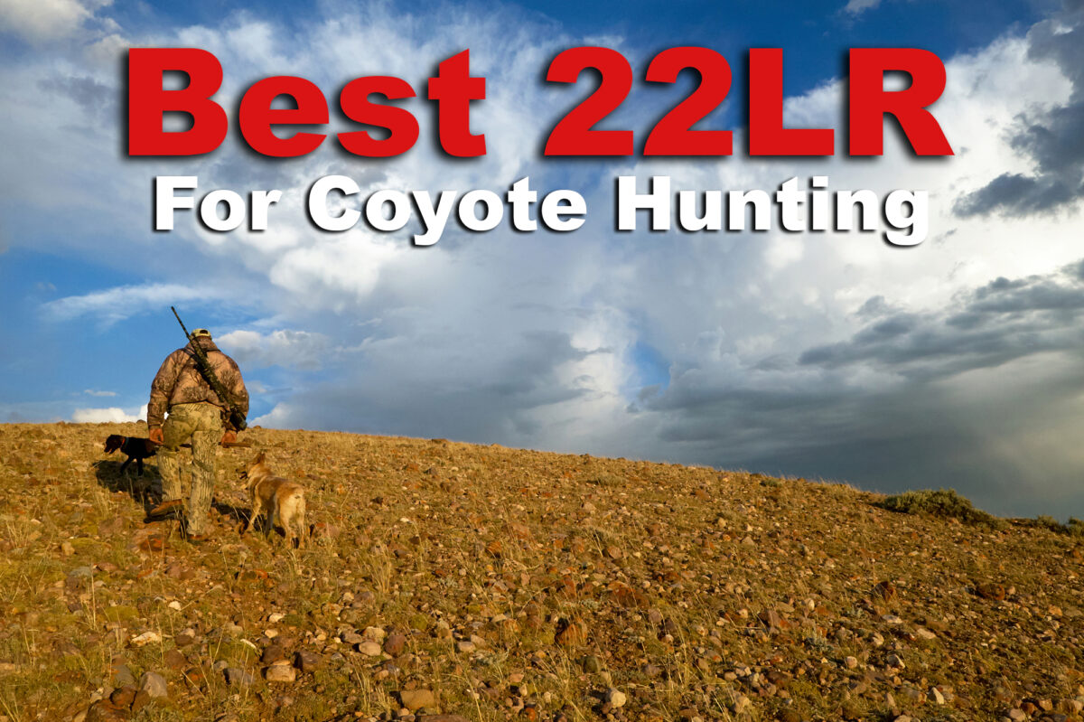 Best 22LR for Coyote Hunting | Our Picks