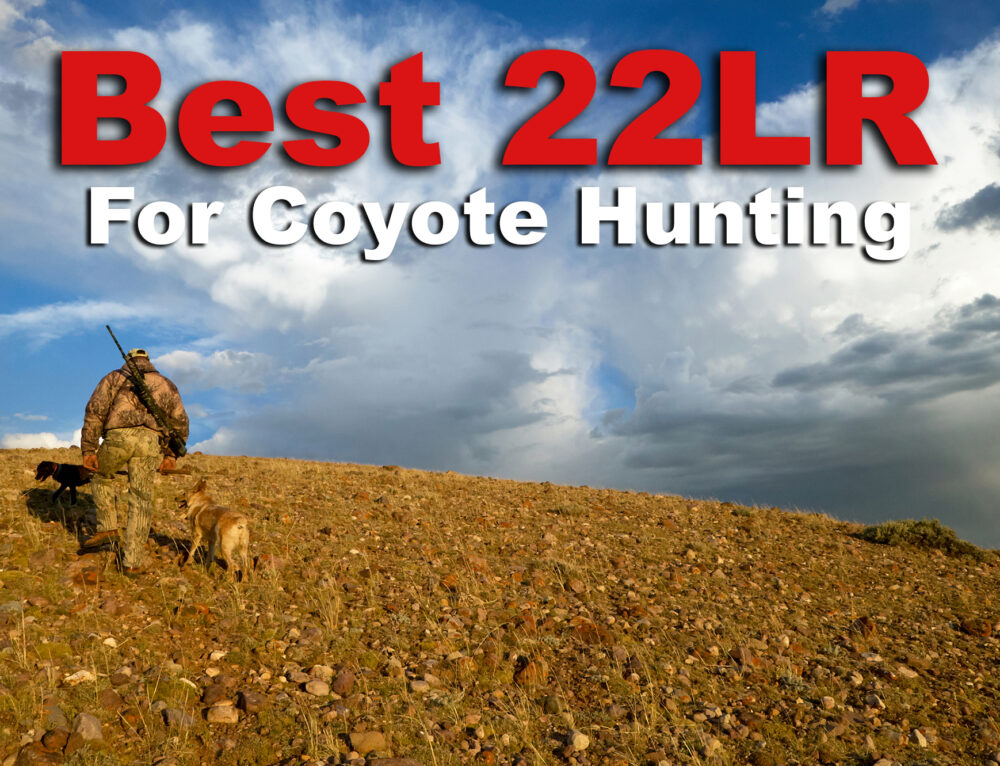 22-250-for-deer-hunting-ammo-options-more