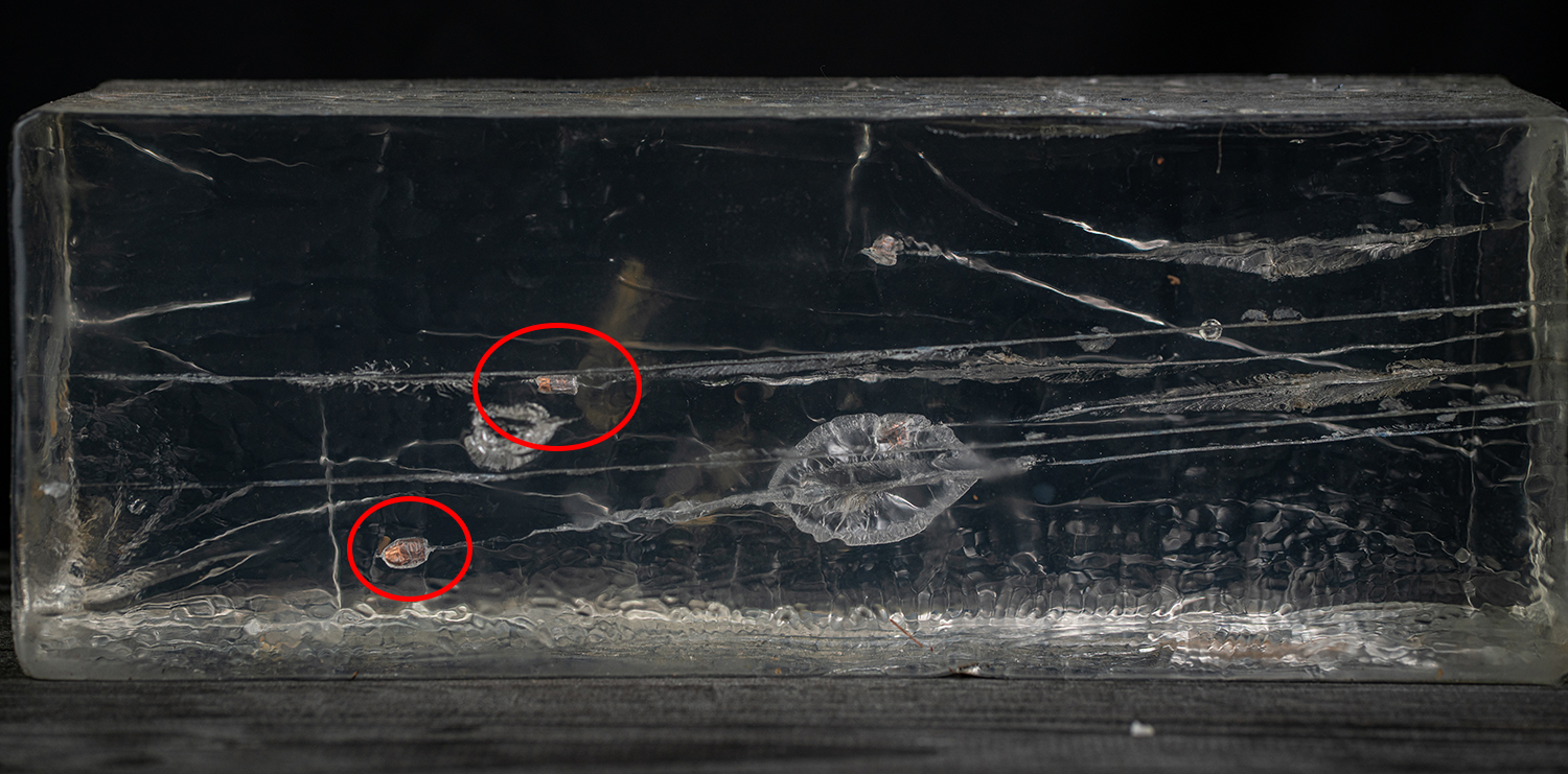 CCI Stinger ammo tested in gel