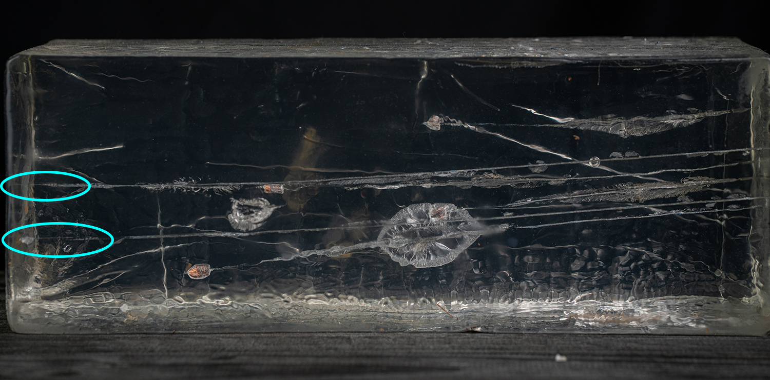 Federal Punch 22LR in ballistic gel