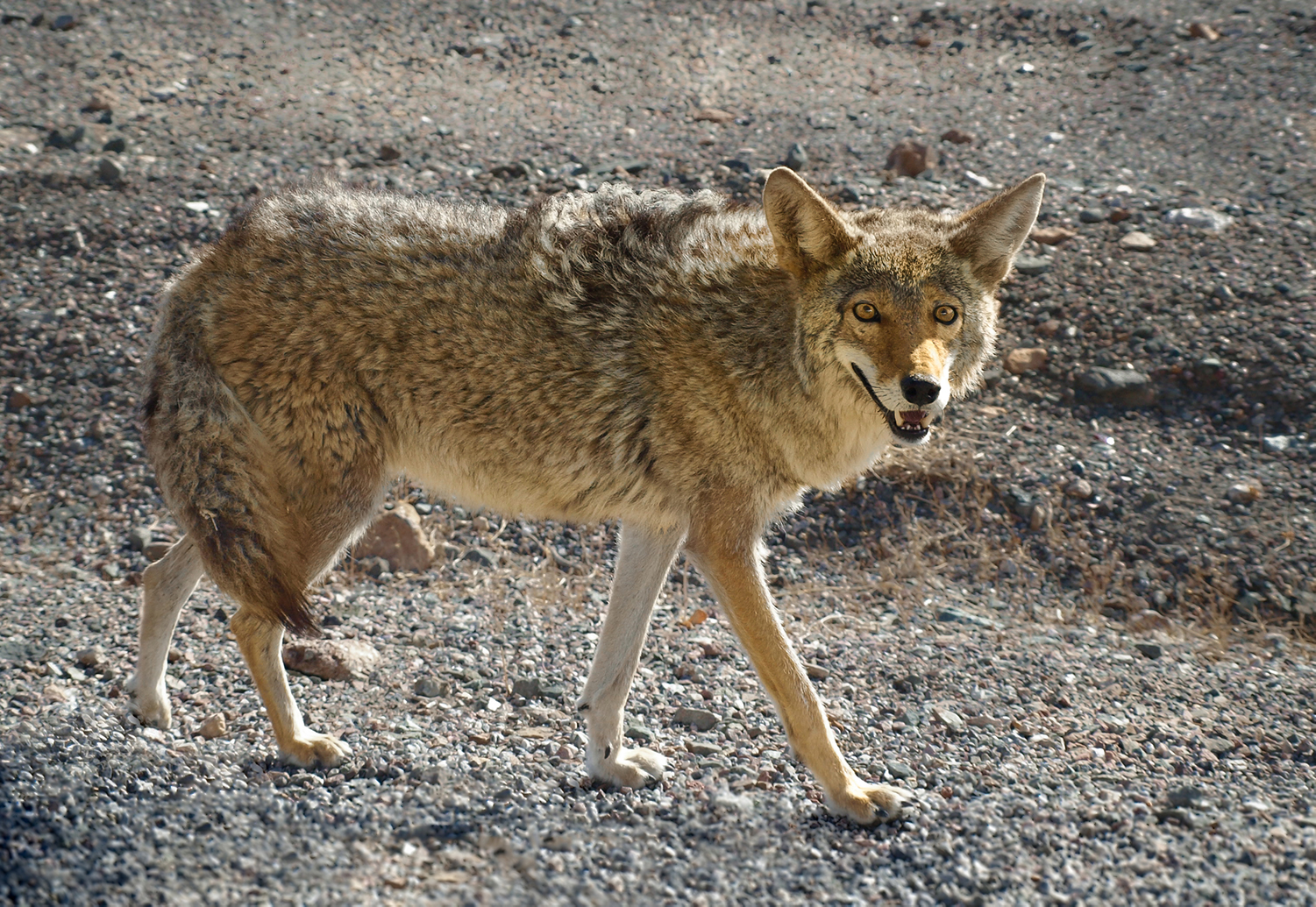 a coyote in the wild waiting to be hunted