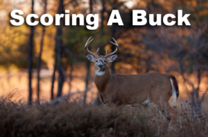 a whitetail deer with antlers ready to be scored